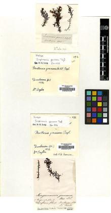 Type specimen at Edinburgh (E). Taylor, Thomas: . Barcode: E00007476.