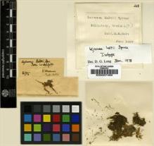 Type specimen at Edinburgh (E). Holt, George Alfred: . Barcode: E00007489.
