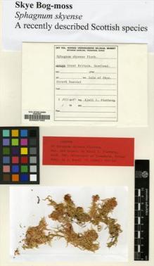 Type specimen at Edinburgh (E). : . Barcode: E00007492.