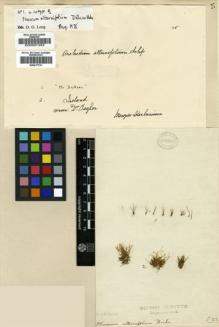 Type specimen at Edinburgh (E). Dickson, James: . Barcode: E00007493.