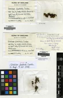 Type specimen at Edinburgh (E). Lobley, E.: . Barcode: E00007495.