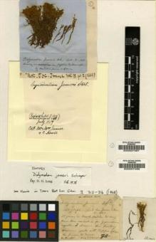 Type specimen at Edinburgh (E). : . Barcode: E00007497.