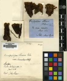 Type specimen at Edinburgh (E). Shaw, John: . Barcode: E00007499.