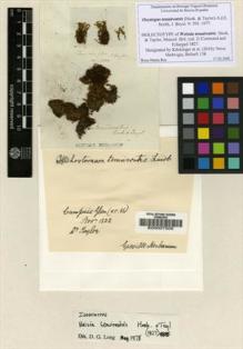 Type specimen at Edinburgh (E). Taylor, Thomas: . Barcode: E00007505.