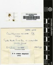 Type specimen at Edinburgh (E). Jones, Eustace: 1568. Barcode: E00007508.