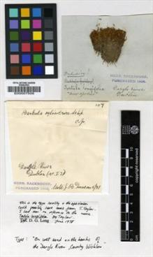 Type specimen at Edinburgh (E). : . Barcode: E00007509.