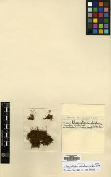 Type specimen at Edinburgh (E). Spruce, Richard: 1437. Barcode: E00007513.