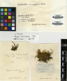 Type specimen at Edinburgh (E). Taylor, Thomas: . Barcode: E00007515.