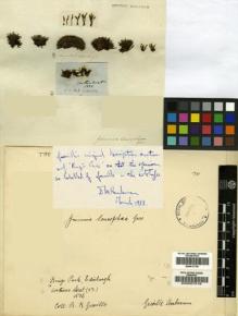 Type specimen at Edinburgh (E). Greville, Robert: . Barcode: E00007516.