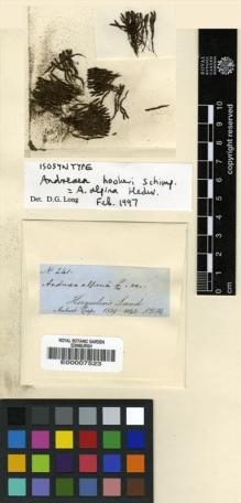 Type specimen at Edinburgh (E). Hooker, Joseph: 106. Barcode: E00007523.