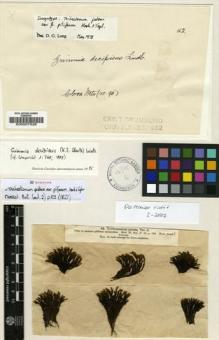 Type specimen at Edinburgh (E). Drummond, Thomas: . Barcode: E00007528.
