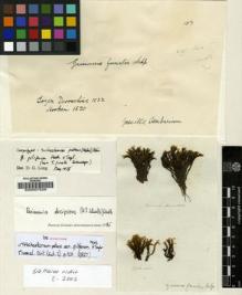 Type specimen at Edinburgh (E). Drummond, Thomas: . Barcode: E00007529.