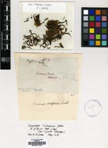 Type specimen at Edinburgh (E). Drummond, Thomas: . Barcode: E00007530.