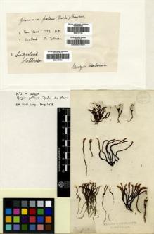 Type specimen at Edinburgh (E). Dickson, James: . Barcode: E00007531.
