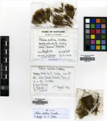 Type specimen at Edinburgh (E). Crundwell, Alan; Stirling, Alan: . Barcode: E00007535.