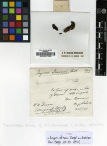 Type specimen at Edinburgh (E). Dixon, Hugh: . Barcode: E00007538.
