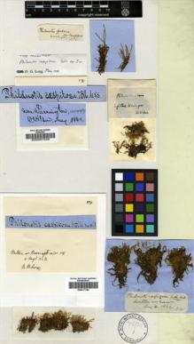 Type specimen at Edinburgh (E). Wilson, William: . Barcode: E00007539.