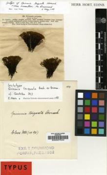 Type specimen at Edinburgh (E). Drummond, Thomas: . Barcode: E00007544.