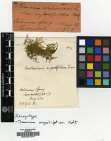 Type specimen at Edinburgh (E). Holt, George Alfred: . Barcode: E00007547.