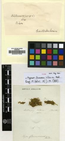 Type specimen at Edinburgh (E). Wilson, William: . Barcode: E00007556.