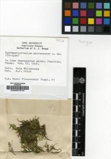 Type specimen at Edinburgh (E). Whitehouse, Eula: . Barcode: E00007570.