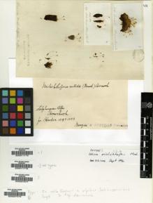 Type specimen at Edinburgh (E). Hornschuch, Christian: . Barcode: E00007578.