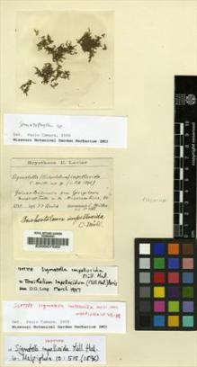 Type specimen at Edinburgh (E). Quelch, John: . Barcode: E00007580.