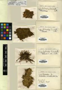 Type specimen at Edinburgh (E). Spruce, Richard: 922. Barcode: E00007586.