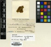 Type specimen at Edinburgh (E). Merrill, Elmer: 8355. Barcode: E00007593.