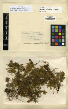 Type specimen at Edinburgh (E). Brown, Robert: . Barcode: E00007594.