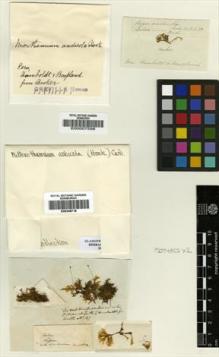 Type specimen at Edinburgh (E). Humboldt, Friedrich; Bonpland, Aime: . Barcode: E00007598.
