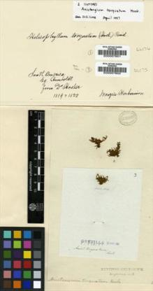 Type specimen at Edinburgh (E). Humboldt, Friedrich: . Barcode: E00007601.