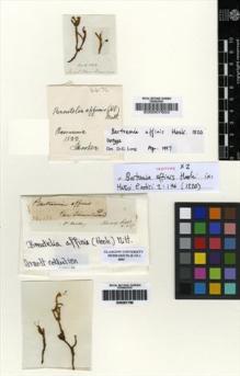 Type specimen at Edinburgh (E). Brown, Robert: . Barcode: E00007603.