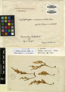 Type specimen at Edinburgh (E). Menzies, Archibald: 169. Barcode: E00007610.