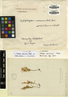Type specimen at Edinburgh (E). Menzies, Archibald: 169. Barcode: E00007611.