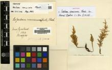 Type specimen at Edinburgh (E). Menzies, Archibald: 169. Barcode: E00007612.