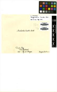 Type specimen at Edinburgh (E). Menzies, Archibald: 20. Barcode: E00007613.