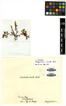 Type specimen at Edinburgh (E). Menzies, Archibald: . Barcode: E00007614.