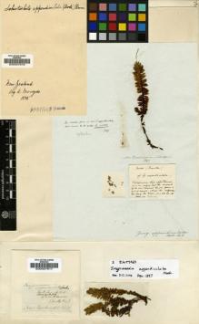 Type specimen at Edinburgh (E). Menzies, Archibald: . Barcode: E00007616.