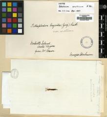 Type specimen at Edinburgh (E). Menzies, Archibald: . Barcode: E00007620.