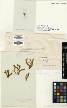 Type specimen at Edinburgh (E). : . Barcode: E00007630.