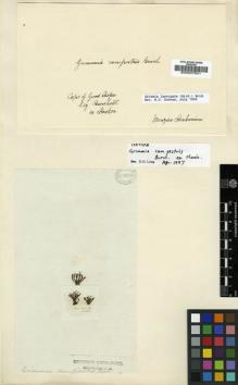 Type specimen at Edinburgh (E). Burchell, William: . Barcode: E00007631.
