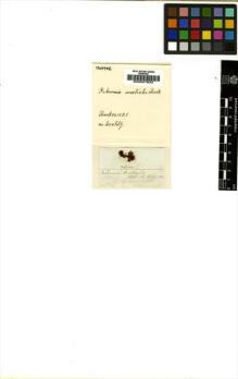 Type specimen at Edinburgh (E). Hooker, William: . Barcode: E00007633.