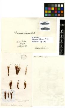 Type specimen at Edinburgh (E). Menzies, Archibald: . Barcode: E00007634.