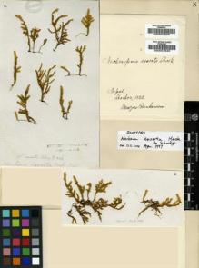Type specimen at Edinburgh (E). Hooker, Joseph: . Barcode: E00007639.