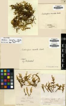 Type specimen at Edinburgh (E). Wallich, Nathaniel: . Barcode: E00007642.