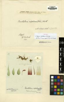 Type specimen at Edinburgh (E). Wallich, Nathaniel: . Barcode: E00007647.