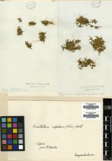 Type specimen at Edinburgh (E). Wallich, Nathaniel: . Barcode: E00007649.