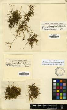 Type specimen at Edinburgh (E). Spruce, Richard: 1485. Barcode: E00007651.