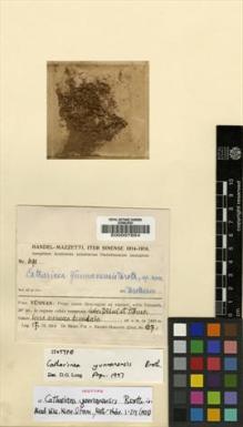 Type specimen at Edinburgh (E). Handel-Mazzetti, Heinrich: 691. Barcode: E00007654.